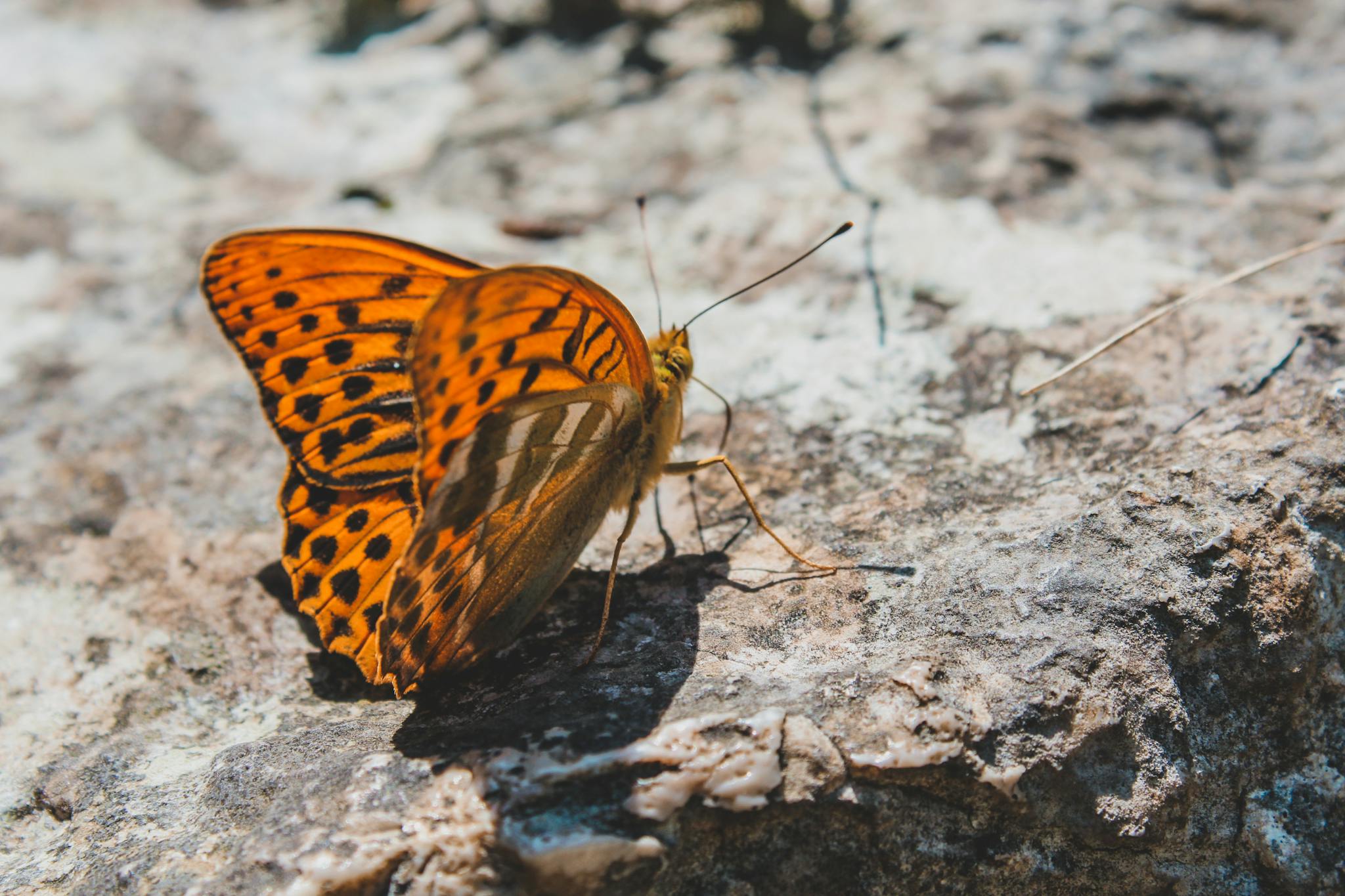 Close-up of a vibrant orange butterfly resting on a rugged rock outdoors.